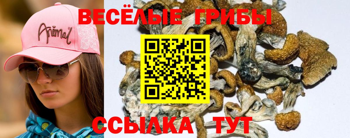 Мариинск  Псилоцибиновые грибы прущие грибы  Вход с VPN 